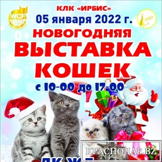 Новогодняя выставка кошек 5 января 2022 года