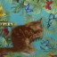 Котёнок мейн кун красный солид - Добрыня 3