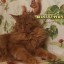 Котёнок мейн кун красный солид - Добрыня 14