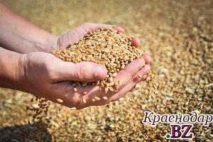 ​Подведены итоги урожайности в пригородных хозяйствах Краснодарского края