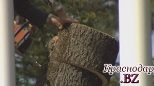 Незаконная вырубка 20 ясеней в Северском районе Краснодара