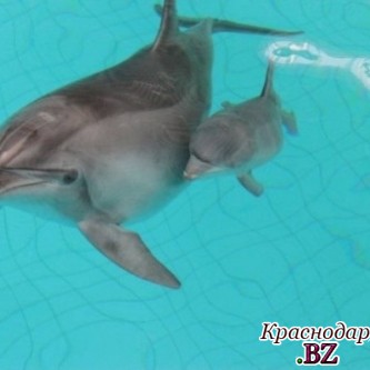 В Сочинском дельфинарии пополнение