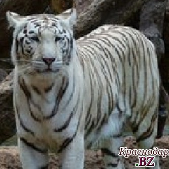 ​У жителя Новороссийска отобрали тигра