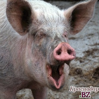 Более тридцати тысяч зараженных свиней пришлось уничтожить на Кубани