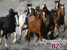 В России было уничтожено 10 лошадей