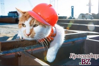 Талисман Керченского моста кот Мостик ищет себе подружку