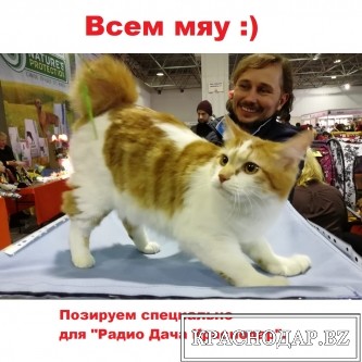 Главная Кошка Краснодара - финал конкурса