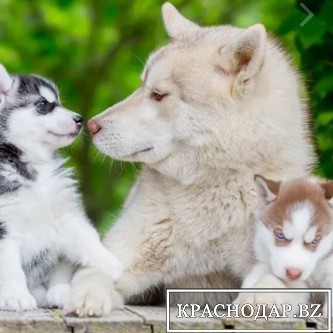 Удивительная порода собак Сибирский Хаски