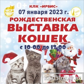 Рождественская выставка кошек 7 января 2023 года