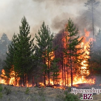 В этом году в России зона лесных пожаров уменьшилась в несколько раз по сравнению с прошлым годом