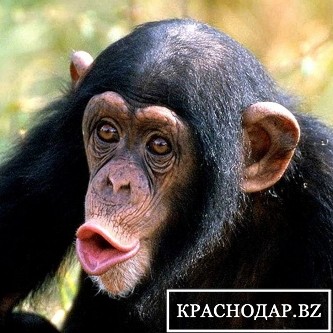 Шимпанзе умер от инсульта