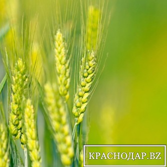 Аграрии Кубани и Адыгеи получили на посевную от Россельхозбанка свыше 14 млрд рублей