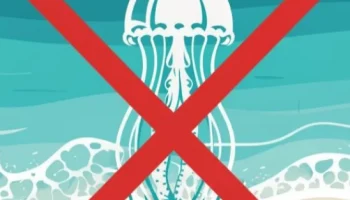 Инновационное решение проблемы медуз: ученые разработали защитные сети для Азовского и Черного морей