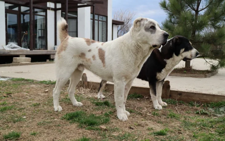 Алабай: идеальный охранник и компаньон для загородного дома Алабай: идеальный охранник и компаньон для загородного дома