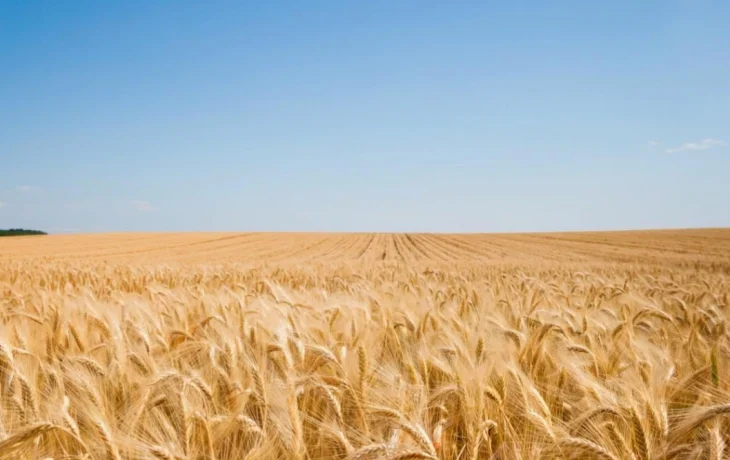 Зерноградский район установил рекорд урожайности в 2025 году