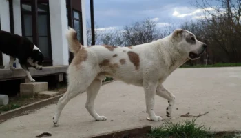 Зимний уход за щенком алабая: 5 ошибок, которые нельзя допускать