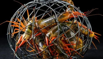 Массированная операция против браконьеров на реке Маныч: освобождено более 400 раков