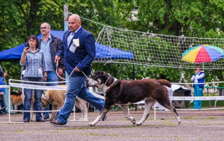 Алабай: не агрессор, а верный партнер – мнение эксперта Алабай: не агрессор, а верный партнер – мнение эксперта