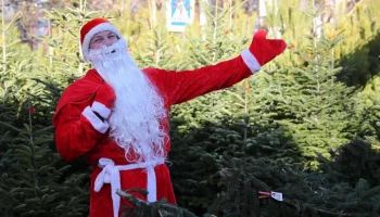 В Краснодаре откроют ёлочные базары и ярмарки