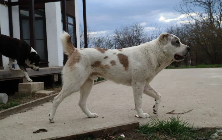 Зимний уход за щенком алабая: 5 ошибок, которые нельзя допускать