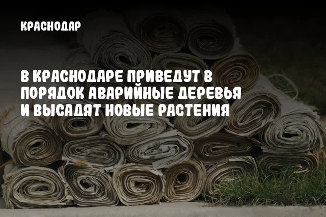 В Краснодаре приведут в порядок аварийные деревья и высадят новые растения