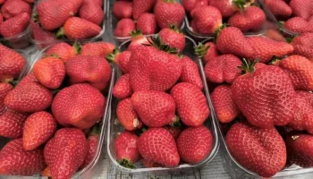 Фестиваль клубники в Краснодаре: гигантский пирог, кулинарное шоу и танцы для всей семьи