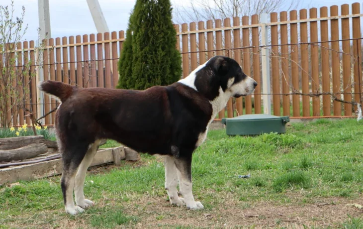 Подготовка алабая к выставке: советы эксперта