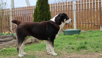 Подготовка алабая к выставке: советы эксперта