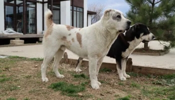 Алабай: идеальный охранник и компаньон для загородного дома