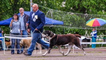 Алабай: не агрессор, а верный партнер &ndash; мнение эксперта