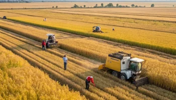 В Краснодарском крае стартовала масштабная уборка риса
