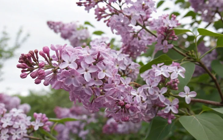 Сбор сирени: административная и уголовная ответственность