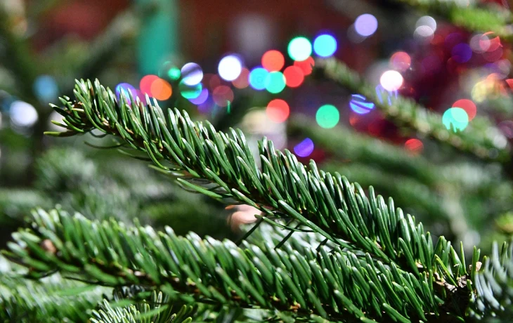 Утилизация Ёлок в Краснодаре: Превращаем Новый Год в Благоустройство Утилизация Ёлок в Краснодаре: Превращаем Новый Год в Благоустройство