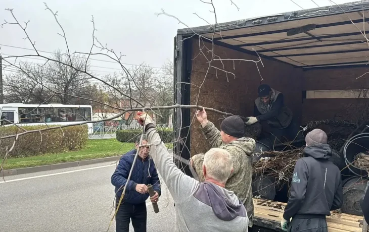 Краснодар становится зеленее: высажены тысячи деревьев и кустарников