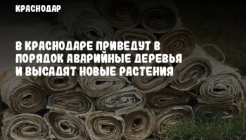 В Краснодаре приведут в порядок аварийные деревья и высадят новые растения