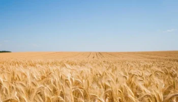 Зерноградский район установил рекорд урожайности в 2025 году