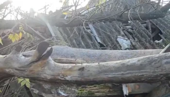 Коррупционный скандал в администрации Пролетарского сельского поселения Кореновского района на фоне спора из‑за упавшего дерева