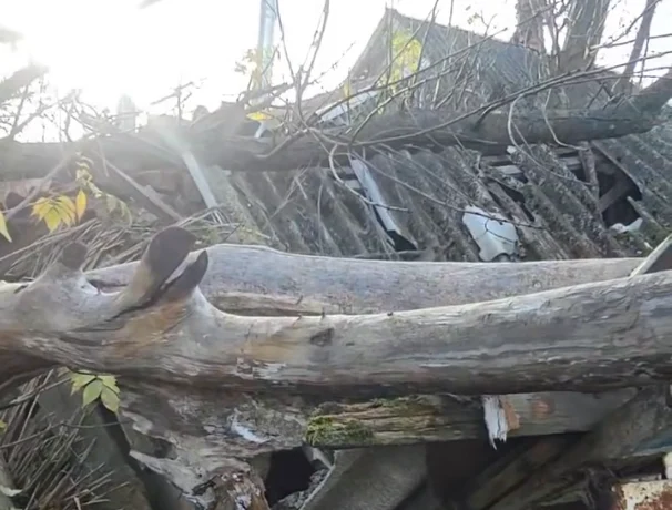 Коррупционный скандал в администрации Пролетарского сельского поселения Кореновского района на фоне спора из‑за упавшего дерева