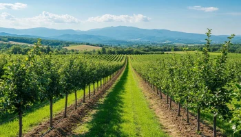 На развитие садоводства Кубани в 2026 году направили более 1,2 млрд рублей