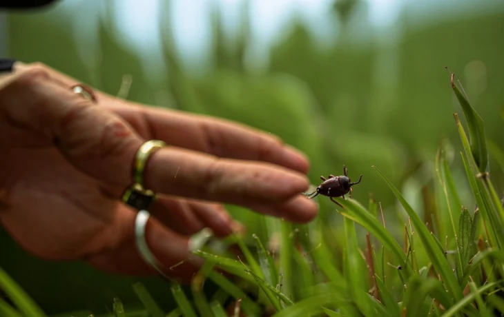 Почти 4 тысячи человек пострадали от клещей в Краснодарском крае
