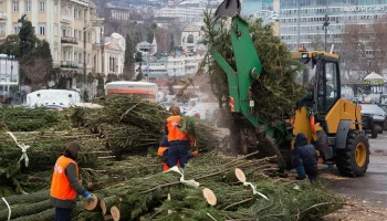 В Сочи переработали более двух тысяч новогодних ёлок после праздников