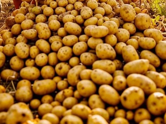 Импорт картофеля в Краснодарский край увеличился почти в пять раз