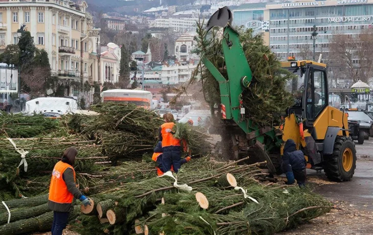 В Сочи переработали более двух тысяч новогодних ёлок после праздников