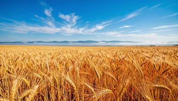 На Кубани 13 сентября ожидается сухая и жаркая погода до +34°C