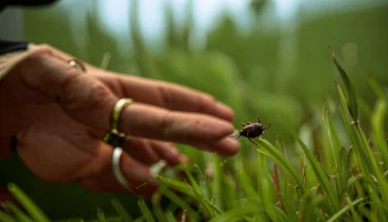 Почти 4 тысячи человек пострадали от клещей в Краснодарском крае