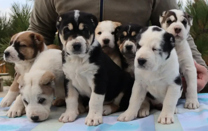 Щенки среднеазиатской овчарки (Алабай) на резервирование — январь 2026 Щенки среднеазиатской овчарки (Алабай) на резервирование — январь 2026