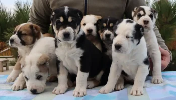 Щенки среднеазиатской овчарки (Алабай) на резервирование — январь 2026 Щенки среднеазиатской овчарки (Алабай) на резервирование — январь 2026