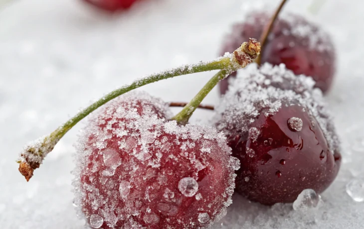 Сладкая ягода - по высокой цене : прогноз по черешне на лето