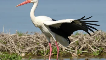 Белые аисты сделали остановку в Сочи по пути в Африку
