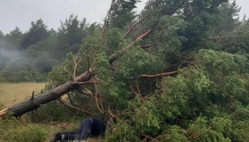 Ураган или несчастный случай: Жительница Кубани пострадала  из-за падения дерева